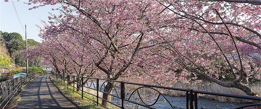 Cherry blossoms with deer in Nara Park