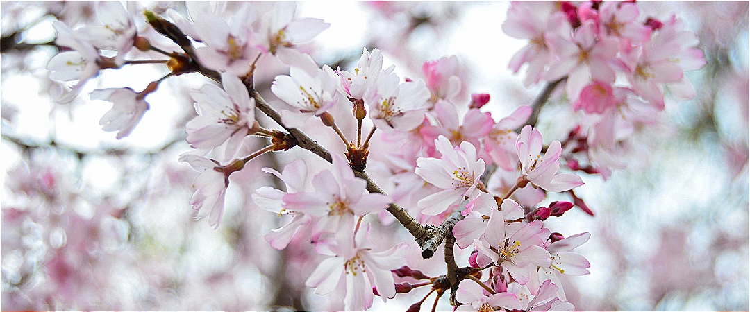 Cherry blossoms with deer in Nara Park