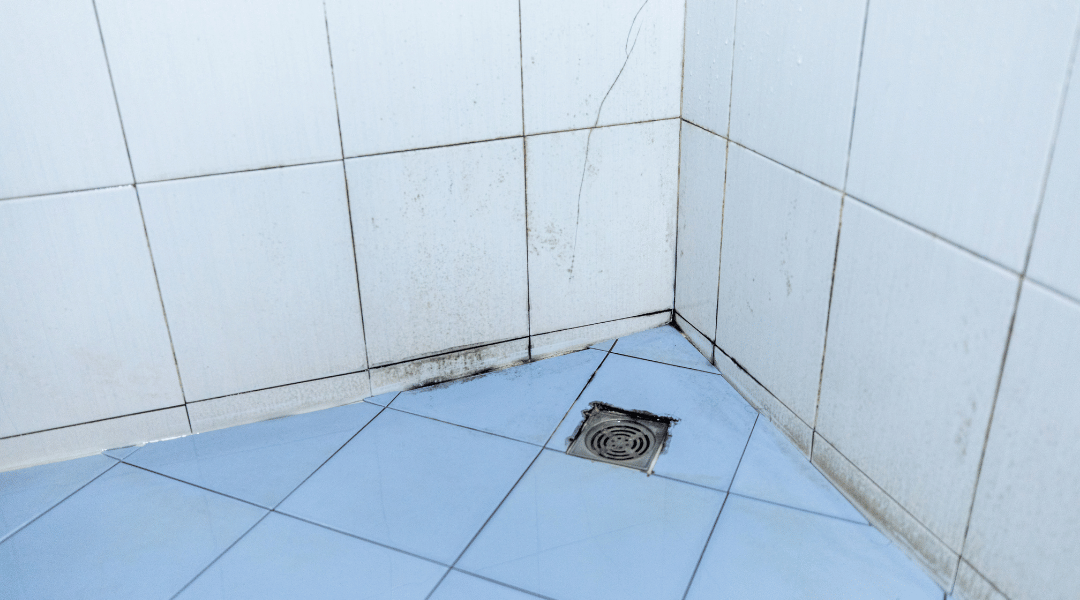 霉菌的危害:遠超肉眼所見的黑斑