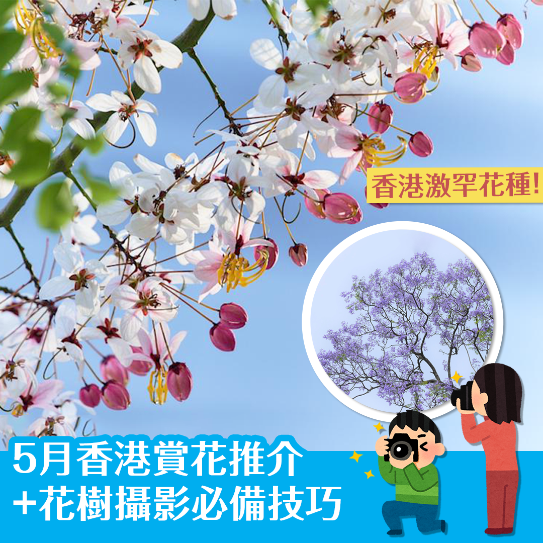 Cherry blossoms with deer in Nara Park