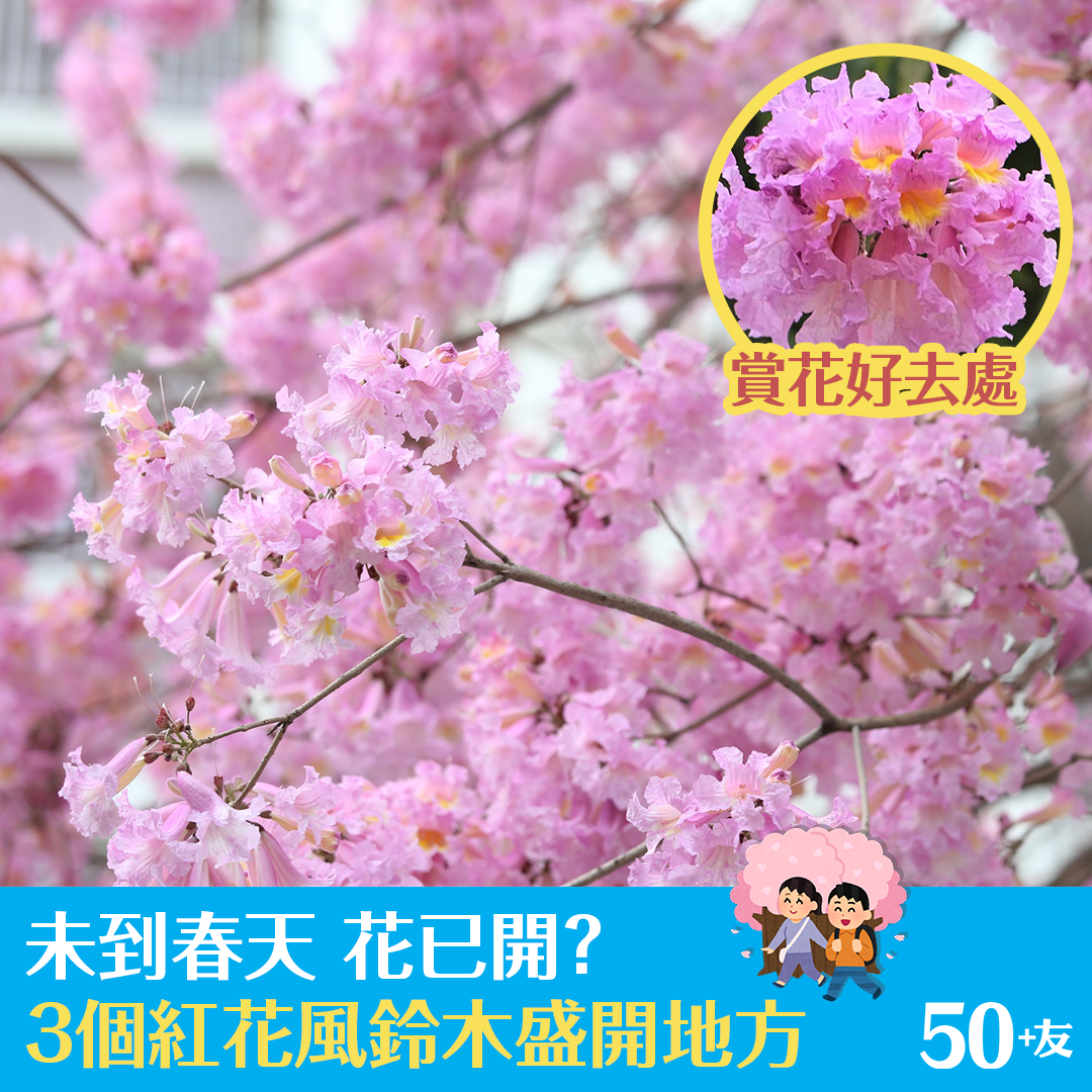 Cherry blossoms with deer in Nara Park